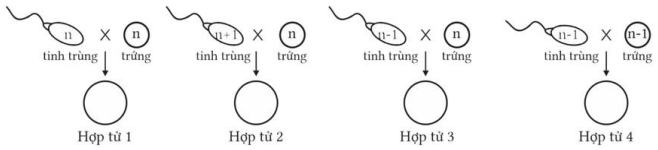 Bộ câu hỏi trả lời ngắn về đột biến lệch bội nhiễm sắc thể