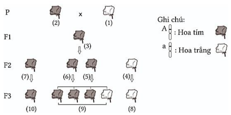 Bộ câu hỏi trả lời ngắn về học thuyết Mendel - quy luật phân li