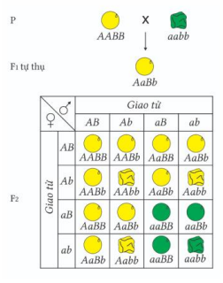 Bộ câu hỏi trả lời ngắn về Quy luật phân li độc lập