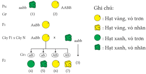 Bộ câu hỏi trắc nghiệm đúng sai về Quy luật phân li độc lập