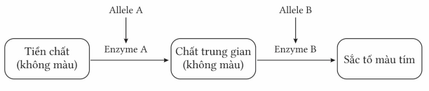 Bộ câu hỏi trắc nghiệm đúng sai về tương tác gene