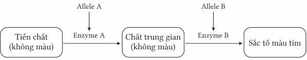 Bộ câu hỏi trắc nghiệm đúng sai về tương tác gene