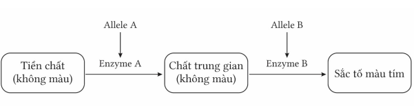 Bộ câu hỏi trắc nghiệm đúng sai về tương tác gene