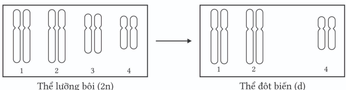 Bộ câu hỏi trắc nghiệm về đột biến lệch bội nhiễm sắc thể