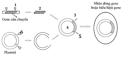 Bộ câu hỏi trắc nghiệm đúng sai về Công nghệ gene