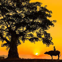 Phân tích bài Tình cảnh lẻ loi của người chinh phụ