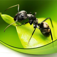 Giải vở bài tập Tự nhiên và Xã hội 1 bài 14: An toàn khi ở nhà