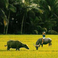 Trắc nghiệm Nước Đại Việt ta
